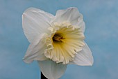 Daffodil (Narcissus 'Mount Hood')