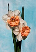 Daffodil (Narcissus 'Romance')