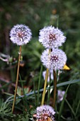 Dandelions (Taraxacum vulgaris)