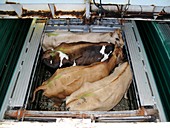 Cattle on a ferry