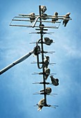 Birds roosting on a television aerial