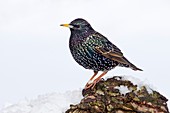 Starling