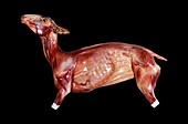 Historical animal anatomy model
