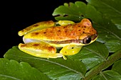 Red-striped tree frog