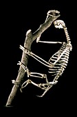 19th century sloth skeleton