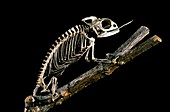 19th century chameleon skeleton