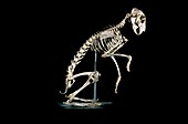 19th century hare skeleton
