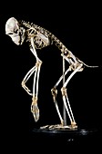 19th century monkey skeleton