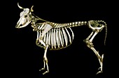 18th century cow skeleton
