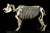 19th century rhinoceros skeleton