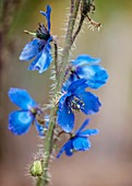 Himalayan poppy (Meconopsis horridula)