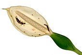 Earwigs in an arum lily flower
