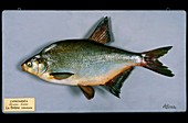 Historical model of a bream