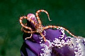 Brittle star on a sea pen