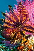 Featherstar on gorgonian coral