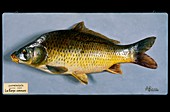 Historical model of a carp