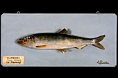 Historical model of a herring
