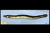 Historical model of an eel