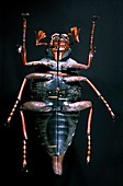 19th century model of a cockchafer beetle