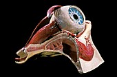 19th century anatomical model of an eye