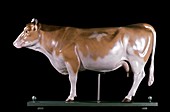 Anatomical model of a cow