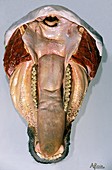 19th century model of a cow's jaw
