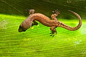 Amazon gecko (Coleodactylus amazonicus)