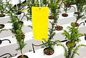 Plant research insect trap