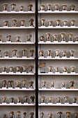 Collection of cow jawbones