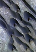 Martian sand dunes,satellite image