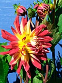 Dahlia 'Firebird'