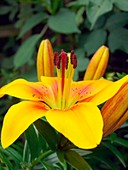 Lily 'Buff Pixie' (Lilium)