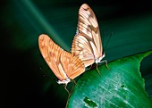 Flambeau butterflies mating
