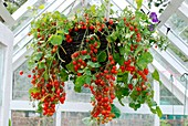 Trailing tomatoes in a hanging basket