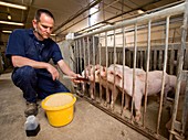 Pig food research