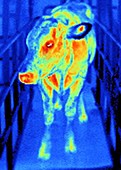 Healthy cow,thermogram
