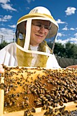African honey bee research