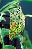 Plant infected with rust fungus