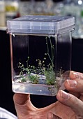 Arabidopsis thaliana culture
