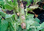 Pea pod damaged by pea thrips