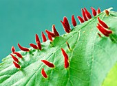 Lime nail galls on a leaf