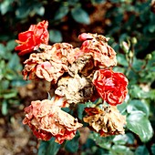 Rain-damaged roses