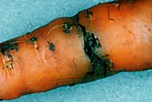 Carrot damaged by carrot fly