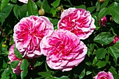 Rose (Rosa Gertrude Jekyll 'Ausbord')