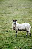 Domestic sheep in a field