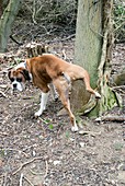 Boxer urinating against a tree