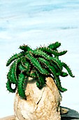 Euphorbia stellata