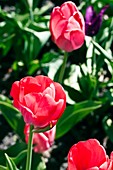 Tulips (Tulipa 'Apeldoorn')