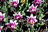 Tulips (Tulipa gesneriana 'Ballade')