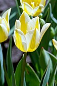 Tulips (Tulipa gesneriana 'Toucan')